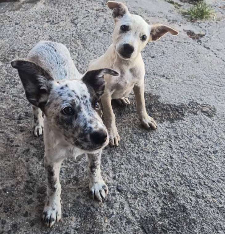 Cão resgatado