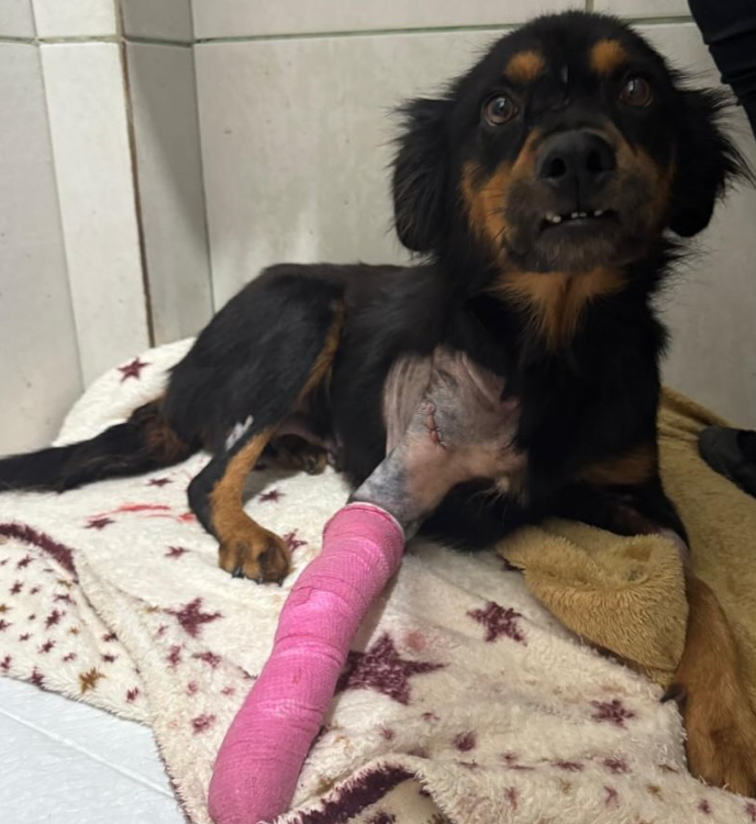 Cão resgatado