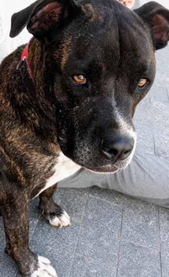 O cãozinho Hércules