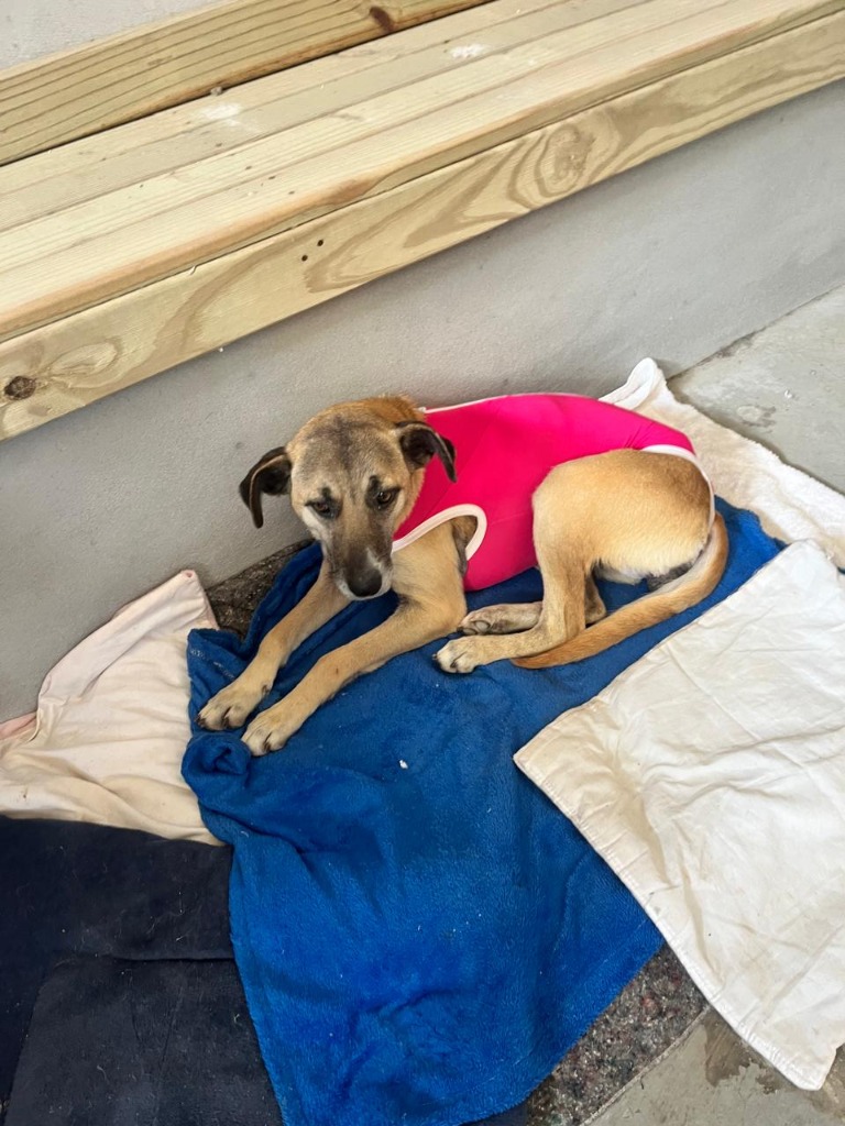 Cachorrinha Princesa em recuperação pós-cirúrgica
